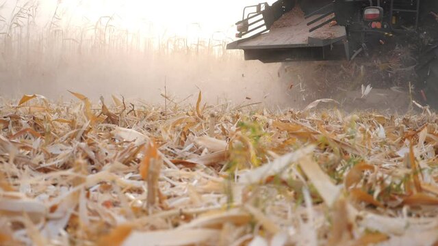 Low view of combine working on corn field or farm at evening time. Harvester gathering maize crop leaving waste behind it. Agronomy concept. Slow motion