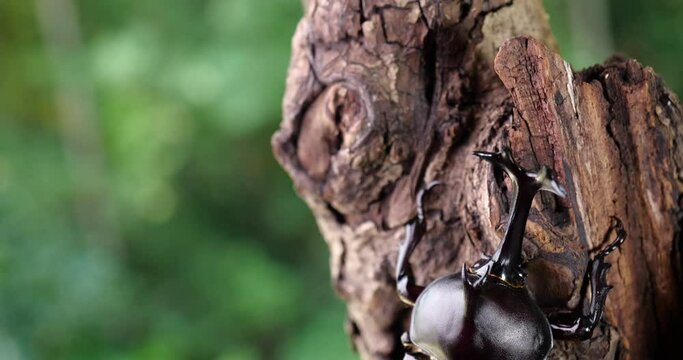 Video of dolly shooting a male beetle in the forest.