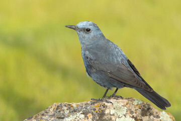 Male Blue rock thrush in breeding plumage with late afternoon lights in his breeding territory