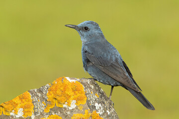 Male Blue rock thrush with rutting plumage in his breeding territory at his favorite perches in the...