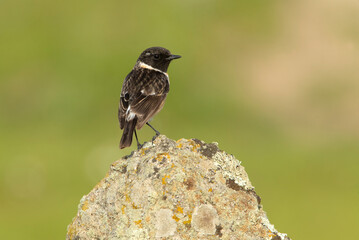 Common stonechat male in rutting plumage with first morning lights in his breeding territory