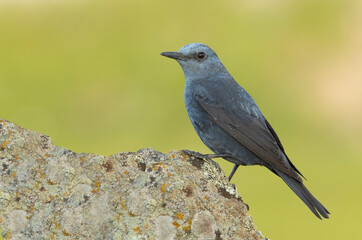 Male Blue rock thrush with rutting plumage in his breeding territory at his favorite perches in the last light of day