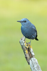 Male Blue rock thrush with rutting plumage in his breeding territory at his favorite perches in the last light of day