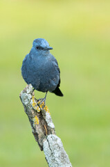 Male Blue rock thrush in breeding plumage with late afternoon lights in his breeding territory