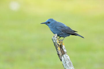 Male Blue rock thrush in breeding plumage with late afternoon lights in his breeding territory