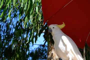 Australien Tiere