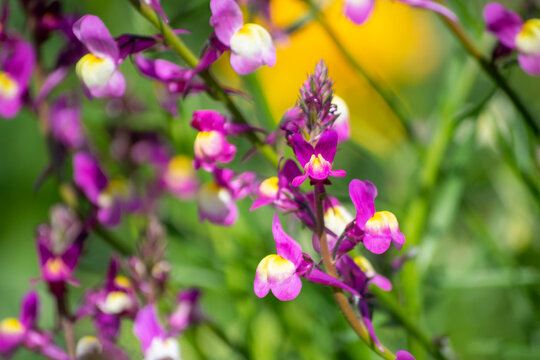 129 Best ヒメキンギョソウ Images Stock Photos Vectors Adobe Stock