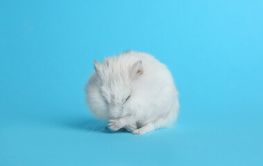 Fototapeta na wymiar Cute funny pearl hamster on light blue background