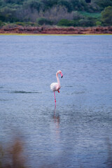 flamingo in the water