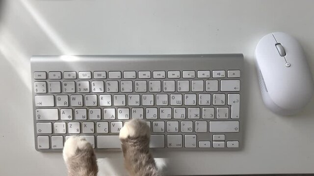 Funny and silly playful video of cat paws typing and pressing buttons on laptop keyboard. Cute and fluffy cat paws, Concept joke or freelance work in office, pet life and routine workplace