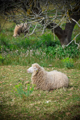 Sheep laying on the grass 