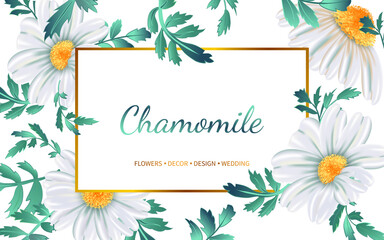 Floral banner with chamomile flowers on white background.