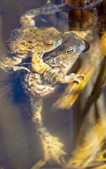 Common or European toad brown colored, Mating toads