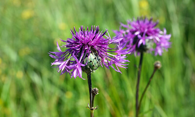 Burdock blooms in the field