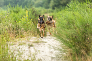 Two  playful dogs, a German Shepherd and a bastard Belgian Shepherd racing in focus on a track between the bushes and long grass against a blurred background