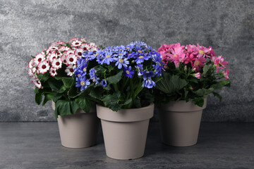 Beautiful colorful cineraria plants in flower pots on grey table
