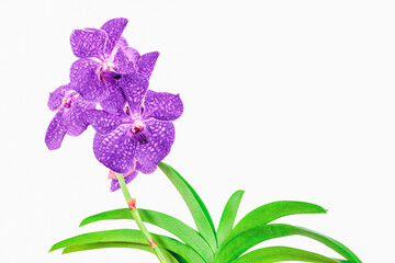 Close-up of a beautiful Vanda orchid on a white background. Modern indoor plants, creative home decor concept. Selective focus.