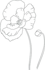 Contour of graceful poppy. Delicate vector flower for your design