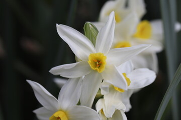 Naklejka na ściany i meble 早春の花壇に咲くフサザキスイセンの白い花