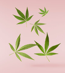 marijuana canabis leaf on field ganja farm sativa leaf weed