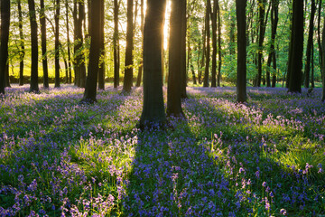 Bluebell wood, Stow-on-the-Wold, Cotswolds, Gloucestershire, England, United Kingdom, Europe