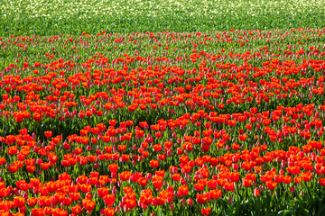 Tulpen in Blüte