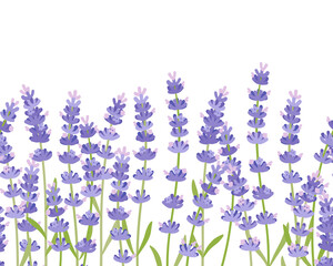 Obraz na płótnie Canvas Seamless horizontal composition of lavender, bottom border. Vector illustration cartoon flat icon isolated on white background.