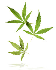 marijuana canabis leaf on field ganja farm sativa leaf weed