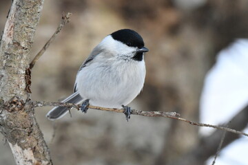 真冬の北海道の森の中、囀るハシブトガラ