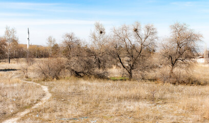 
in winter, the plain with dry trees