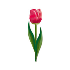 tulip