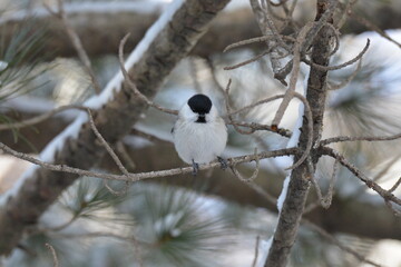 真冬の北海道の森の中、囀るハシブトガラ