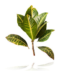 beautiful fresh green Codiaeum leaves © Agave Studio