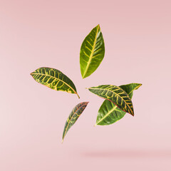 beautiful fresh green Codiaeum leaves © Agave Studio