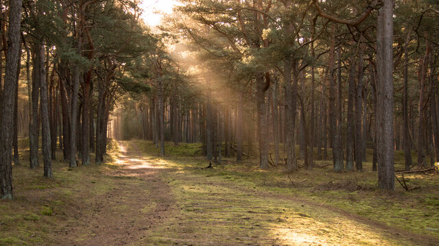 Kiefernwald Schaabe R&uuml;gen