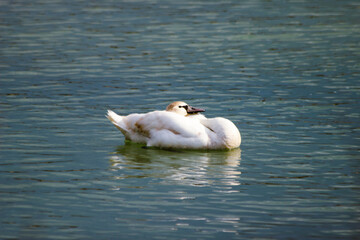 A wild trumpet swan swims in the river