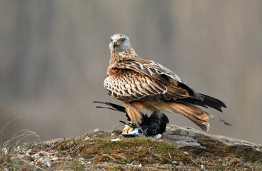 Obraz premium Milano real con presa sobre la hierba