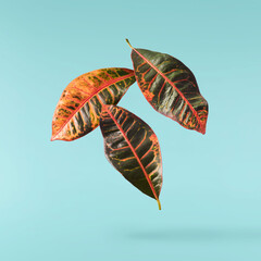 beautiful fresh green Codiaeum leaves © Agave Studio