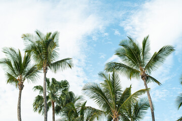 Fototapeta na wymiar Palmen am Strand bei Sonnenschein und blauem Himmel