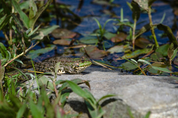 Little green frog on the shore of the pond