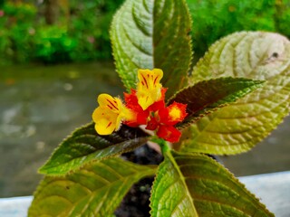 
Chrysothemis pulchella