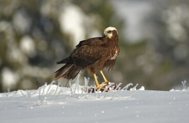 aguila lagunero hembra sobre la nieve