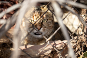 Cute cat looking out from behind the iron fence. close up.