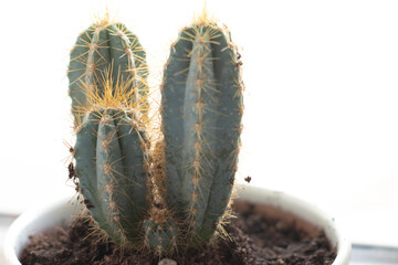 houseplant with thorns, cactus, in a white ceramic pot, in a bright room. Care, freshness, houseplant. Home cactus, landscaping an apartment
