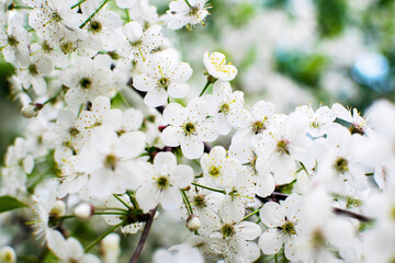 Beautiful white blooming cherry tree. Tender symbol of spring in Japan.