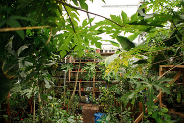 greenhouse with a variety of exotic plants