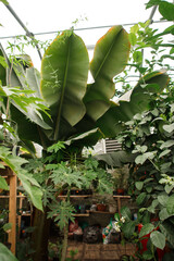 greenhouse with a variety of exotic plants