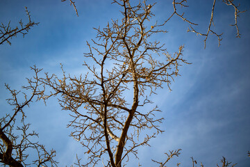 tree branches against blue sky