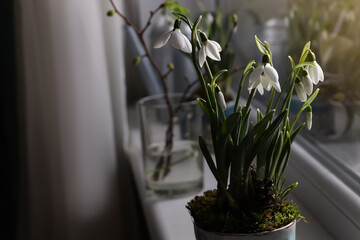 Blooming snowdrops on window sill indoors, space for text. First spring flowers