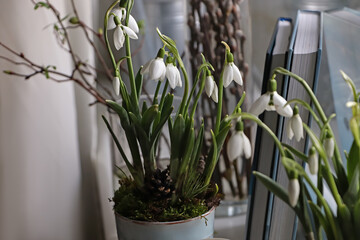 Blooming snowdrops and books on window sill indoors. First spring flowers